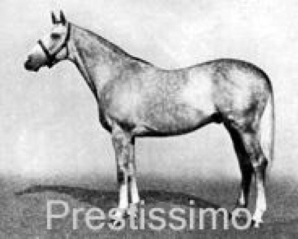 stallion Prestissimo xx (Thoroughbred, 1924, from Caligula xx)