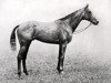 stallion Caligula xx (Thoroughbred, 1917, from The Tetrarch xx)