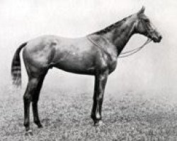 stallion Caligula xx (Thoroughbred, 1917, from The Tetrarch xx)