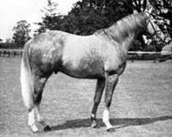 Pferd Pherozshah xx (Englisches Vollblut, 1934, von Pharos xx)