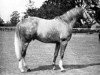 stallion Pherozshah xx (Thoroughbred, 1934, from Pharos xx)