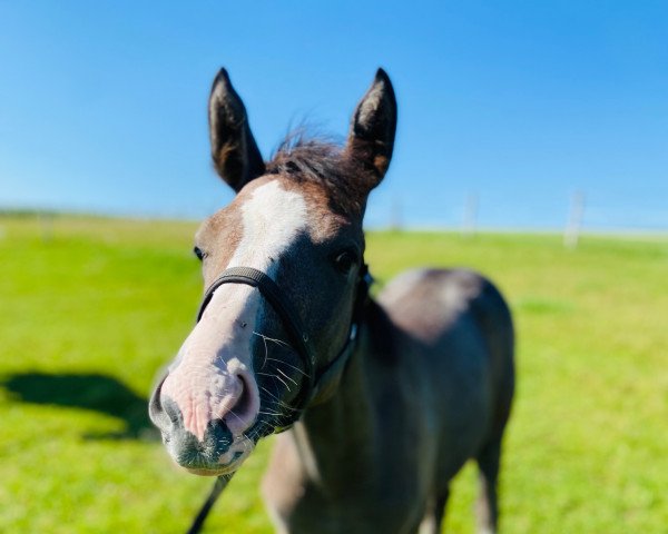 jumper Lilly Carlotta (German Sport Horse, 2021, from Picobello Van'T Roosakker)