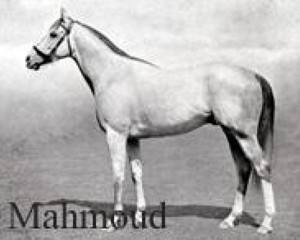 horse Mahmoud xx (Thoroughbred, 1933, from Blenheim II xx)
