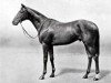 stallion Mirza II xx (Thoroughbred, 1935, from Blenheim II xx)