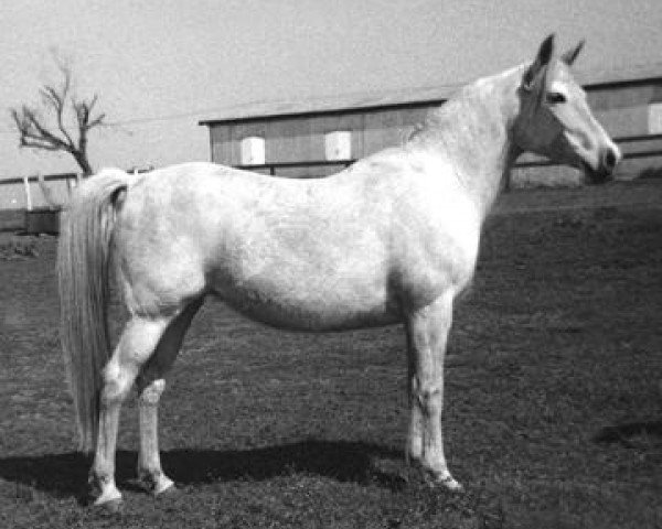 broodmare Asal Sirabba 1958 ox (Arabian thoroughbred, 1958, from Sirecho ox)