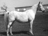 broodmare Asal Sirabba 1958 ox (Arabian thoroughbred, 1958, from Sirecho ox)