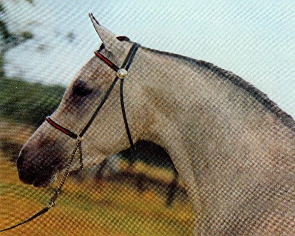 Zuchtstute Siralima 1971 EAO (Vollblutaraber, 1971, von Ansata Ibn Halima 1958 EAO)