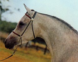 broodmare Siralima 1971 EAO (Arabian thoroughbred, 1971, from Ansata Ibn Halima 1958 EAO)