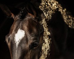 jumper Clea 18 (Hanoverian, 2017, from Cloney)