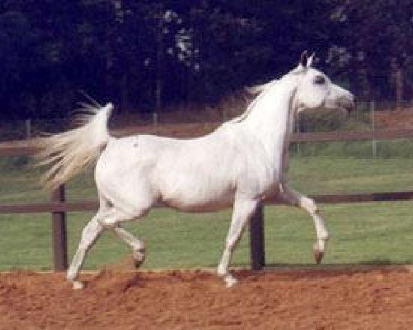 broodmare AK Latifa 1977 EAO (Arabian thoroughbred, 1977, from Ibn Moniet El Nefous 1964 EAO)