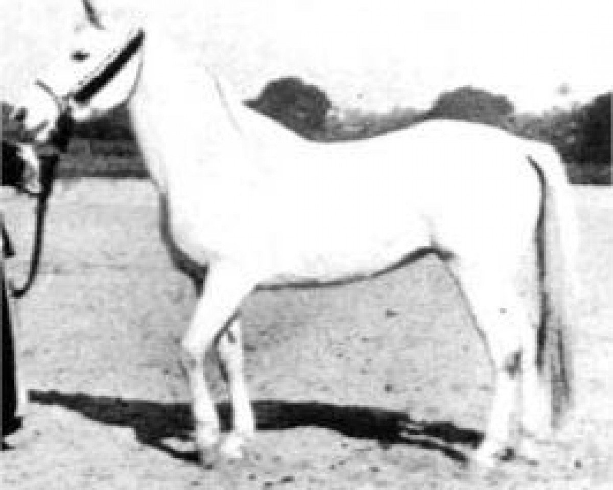 broodmare Bint Bint Azz 1895 RAS (Arabian purebred, 1895, from Ibn Nura 1876 RAS)