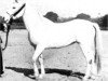 broodmare Bint Bint Azz 1895 RAS (Arabian thoroughbred, 1895, from Ibn Nura 1876 RAS)