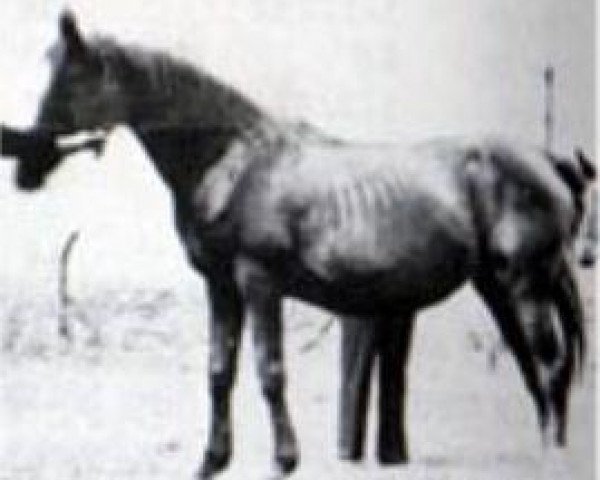 broodmare Exochorda 1924 RAS (Arabian thoroughbred, 1924, from Aiglon 1909 DB)