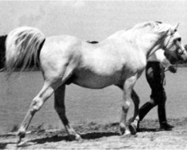 Deckhengst Sirecho ox (Vollblutaraber, 1939, von Nasr 1918 RAS)