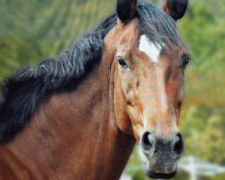 jumper Vacuna (Hanoverian, 2010, from Valentino)