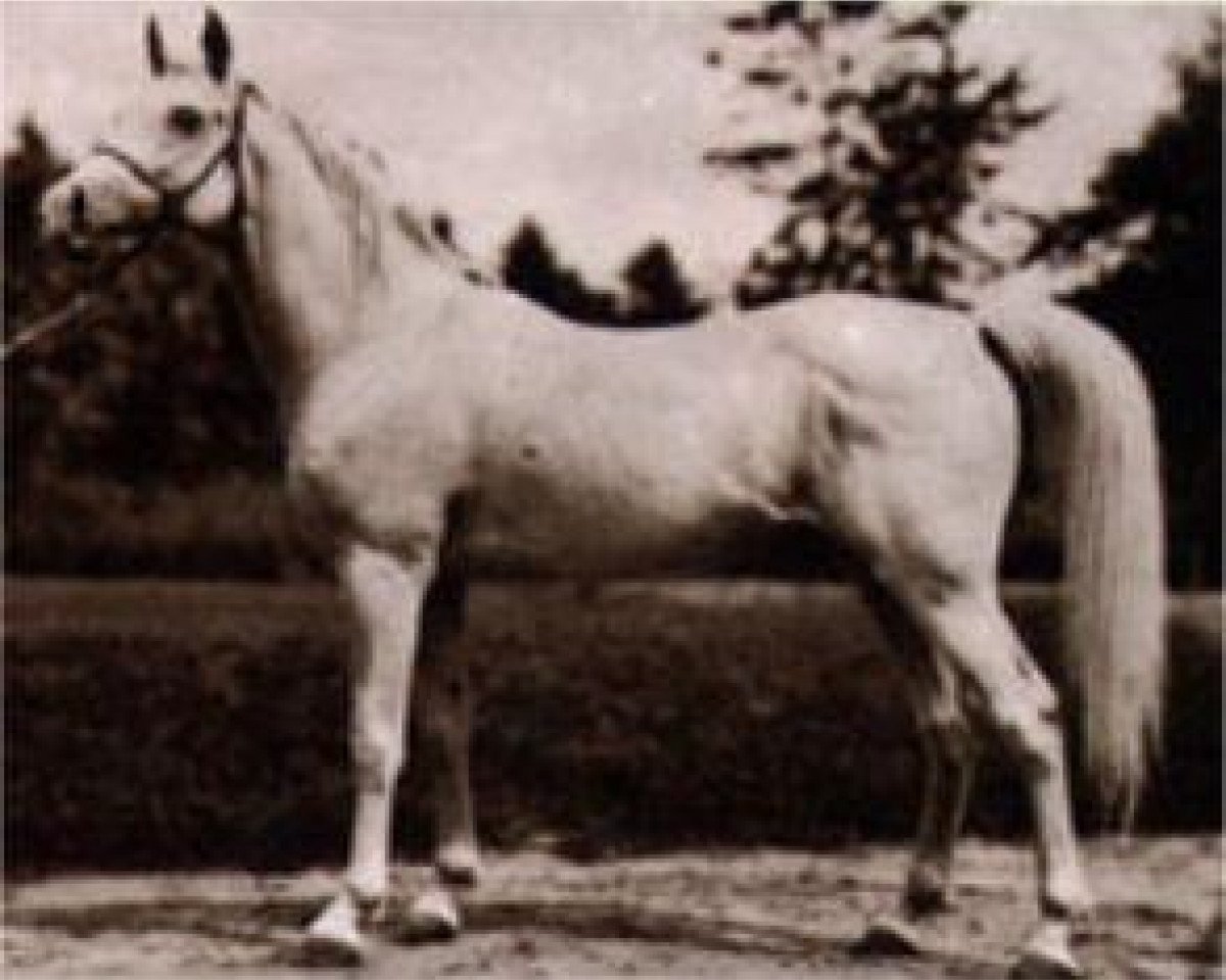 stallion Nasr 1918 RAS (Arabian purebred, 1918, from Rabdan el Azrak 1897 RAS)