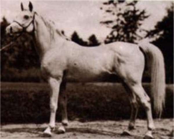 stallion Nasr 1918 RAS (Arabian thoroughbred, 1918, from Rabdan el Azrak 1897 RAS)