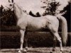 stallion Nasr 1918 RAS (Arabian thoroughbred, 1918, from Rabdan el Azrak 1897 RAS)