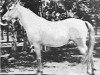 broodmare Aroussa 1911 RAS (Arabian thoroughbred, 1911, from Dahman El Azrak 1893 RAS)