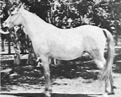 broodmare Aroussa 1911 RAS (Arabian thoroughbred, 1911, from Dahman El Azrak 1893 RAS)