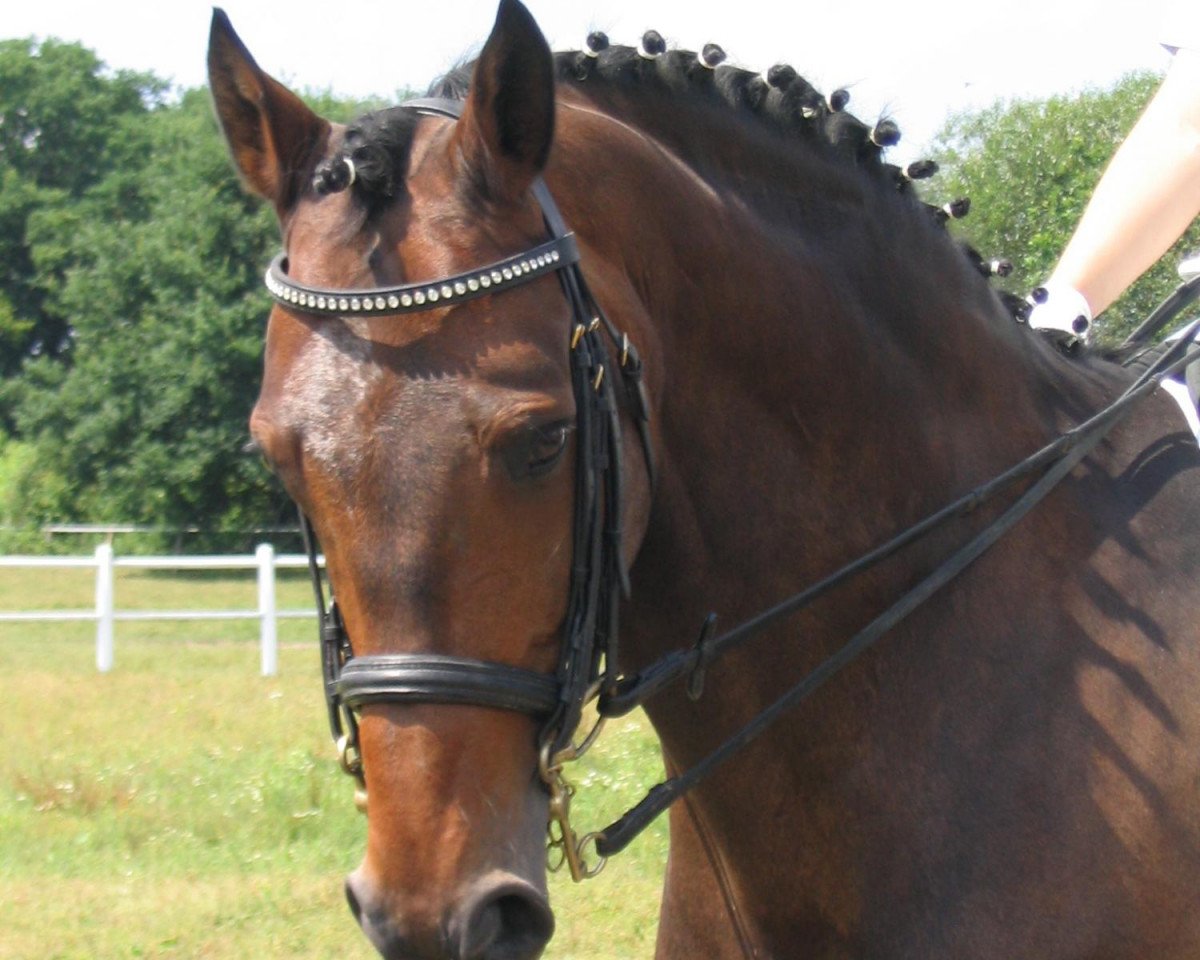 Pferd Zacharias 5 (Holsteiner, 1991, von Zuenftiger xx)