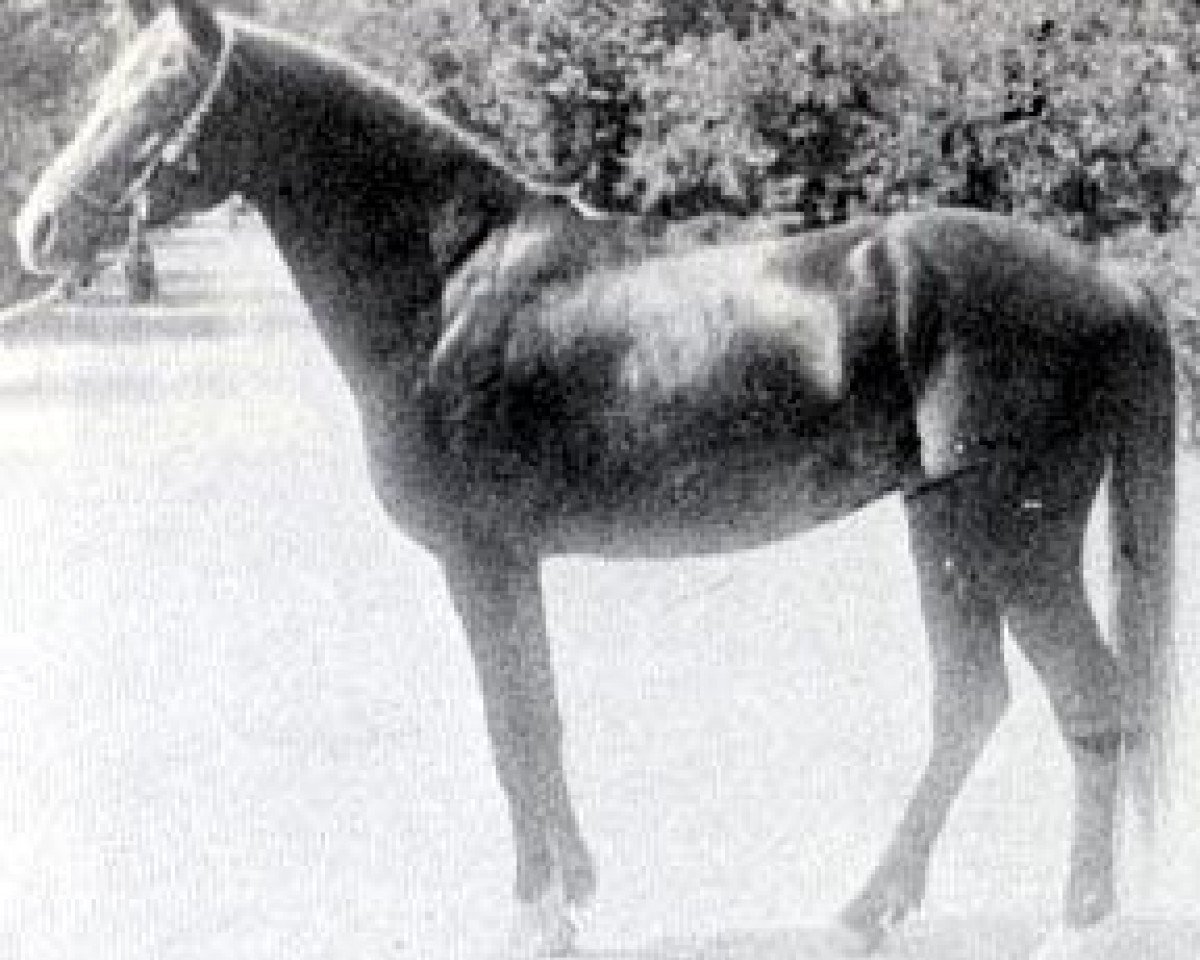 stallion Hadban 1914 RAS (Arabian purebred, 1914, from Rabdan el Azrak 1897 RAS)