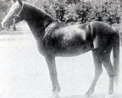 stallion Hadban 1914 RAS (Arabian thoroughbred, 1914, from Rabdan el Azrak 1897 RAS)