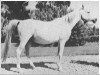 broodmare Bint Zareefa 1926 RAS (Arabian thoroughbred, 1926, from Hadban 1914 RAS)