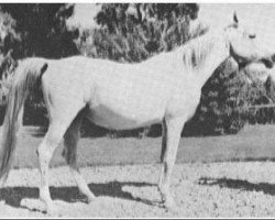 broodmare Bint Zareefa 1926 RAS (Arabian thoroughbred, 1926, from Hadban 1914 RAS)