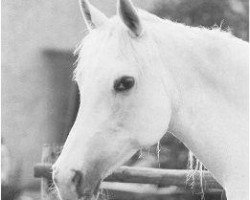 broodmare El Aziza 1958 EAO (Arabian thoroughbred, 1958, from Gassir 1941 RAS)