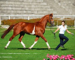 Springpferd Bonjour Baloubet (Oldenburger, 2009, von Burberry 9)