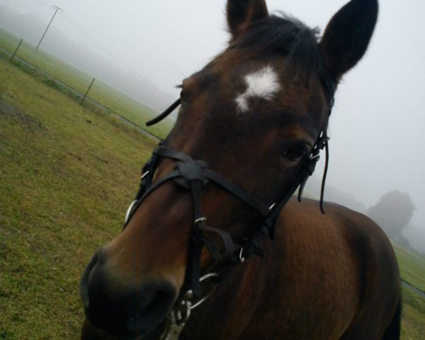 jumper Bella (German Riding Pony, 2006, from Bodyguard)