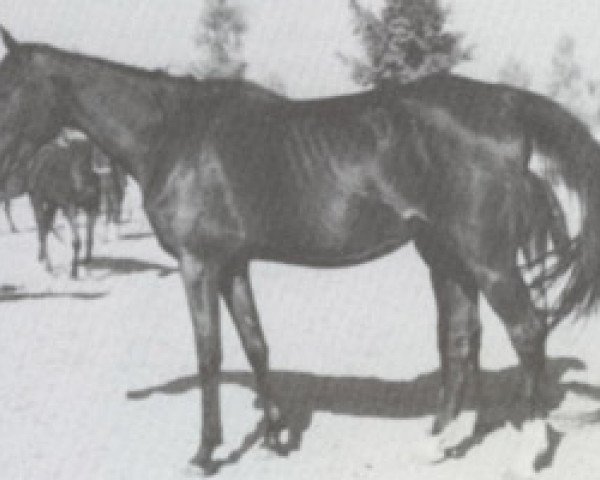 broodmare Mona 1956 EAO (Arabian thoroughbred, 1956, from Badr 1946 RAS)