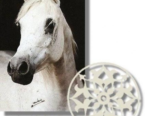 broodmare Ghazala 1973 EAO (Arabian thoroughbred, 1973, from Ghazal 1953 EAO)