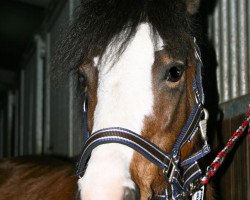 broodmare Go Go Girl Betty (Westphalian, 2006, from H-S General)