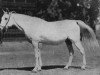 broodmare Zahra 1922 RAS (Arabian thoroughbred, 1922, from Gamil Manial 1912 RAS)