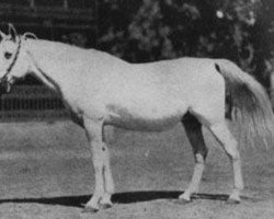 broodmare Zahra 1922 RAS (Arabian thoroughbred, 1922, from Gamil Manial 1912 RAS)