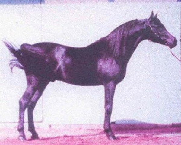 stallion Adham 1937 RAS (Arabian thoroughbred, 1937, from Ibn Fayda 1927 RAS)