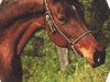 broodmare Izees 1964 EAO (Arabian thoroughbred, 1964, from El Sareei 1942 RAS)