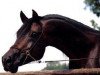 stallion Tuhotmos II 1978 EAO (Arabian thoroughbred, 1978, from Tuhotmos 1962 EAO)