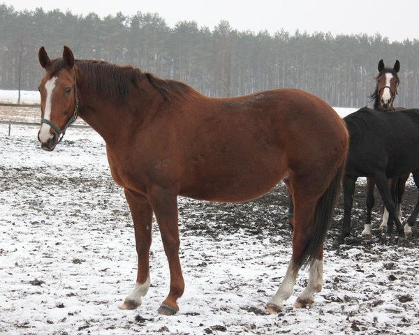 broodmare Elvita (Hanoverian, 1998, from Escudo I)