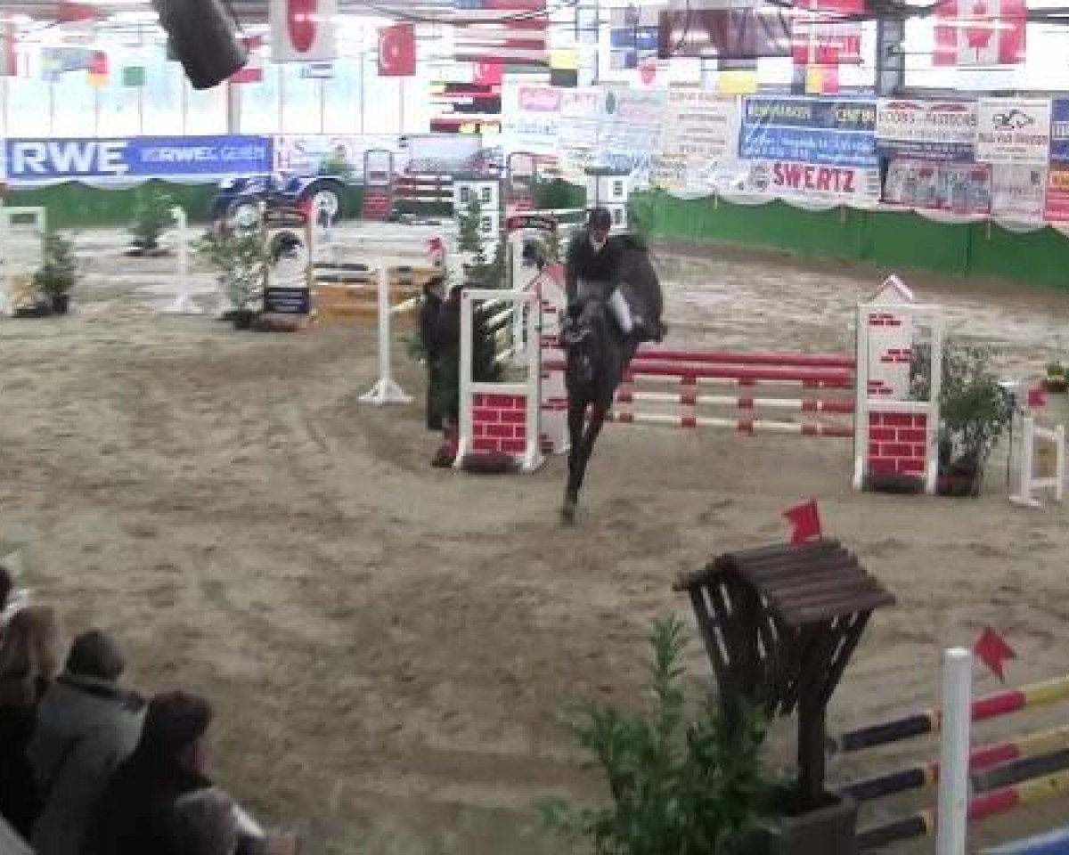 jumper Zalando (KWPN (Royal Dutch Sporthorse), 2004, from Damiro)