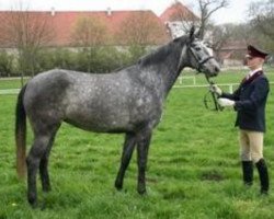 Pferd Tulazar (Deutsches Sportpferd, 2002, von Bazar ShA)