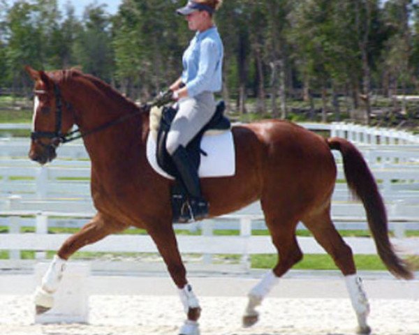 dressage horse Tunika (Brandenburg, 2001, from Donjour)