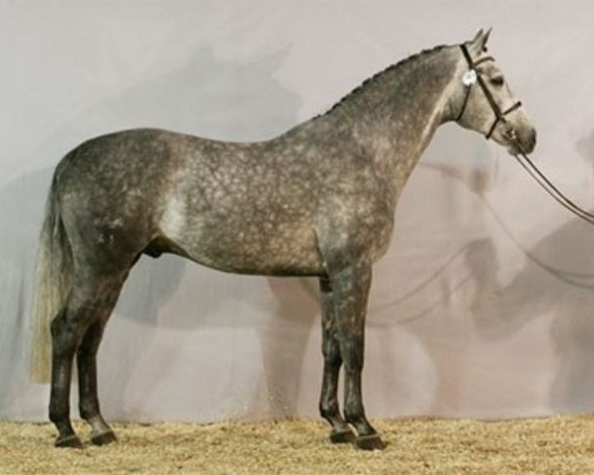 Deckhengst Lovson (Brandenburger, 2003, von Levisto Z)
