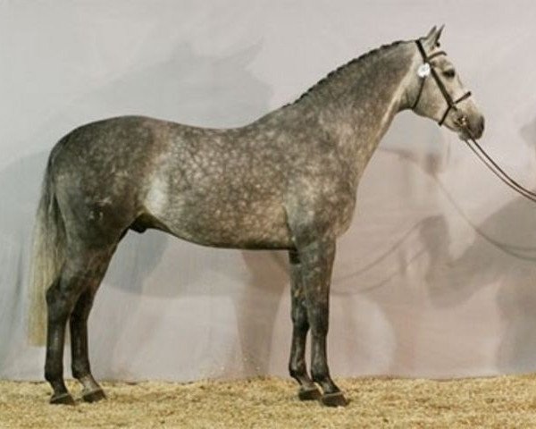 stallion Lovson (Brandenburg, 2003, from Levisto Z)