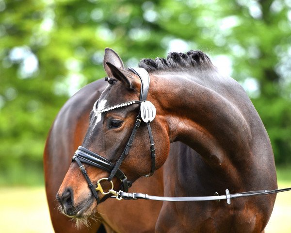 dressage horse Queenie 41 (German Sport Horse, 2018, from Quat-Royal)