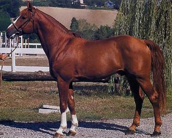 stallion Merlino Del Ghiro (Sella Italiano, 1991, from Frühlingsbote)