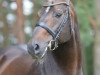 stallion Faberge (Hanoverian, 1990, from Feuerspiel)