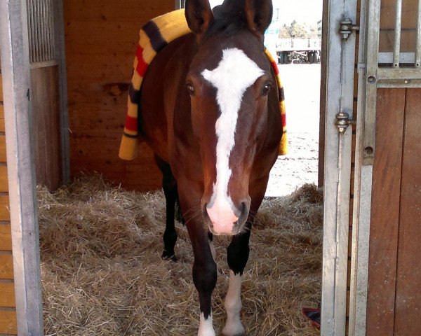 broodmare Aui's Jalisca (Bavarian, 2000, from Life is Life)